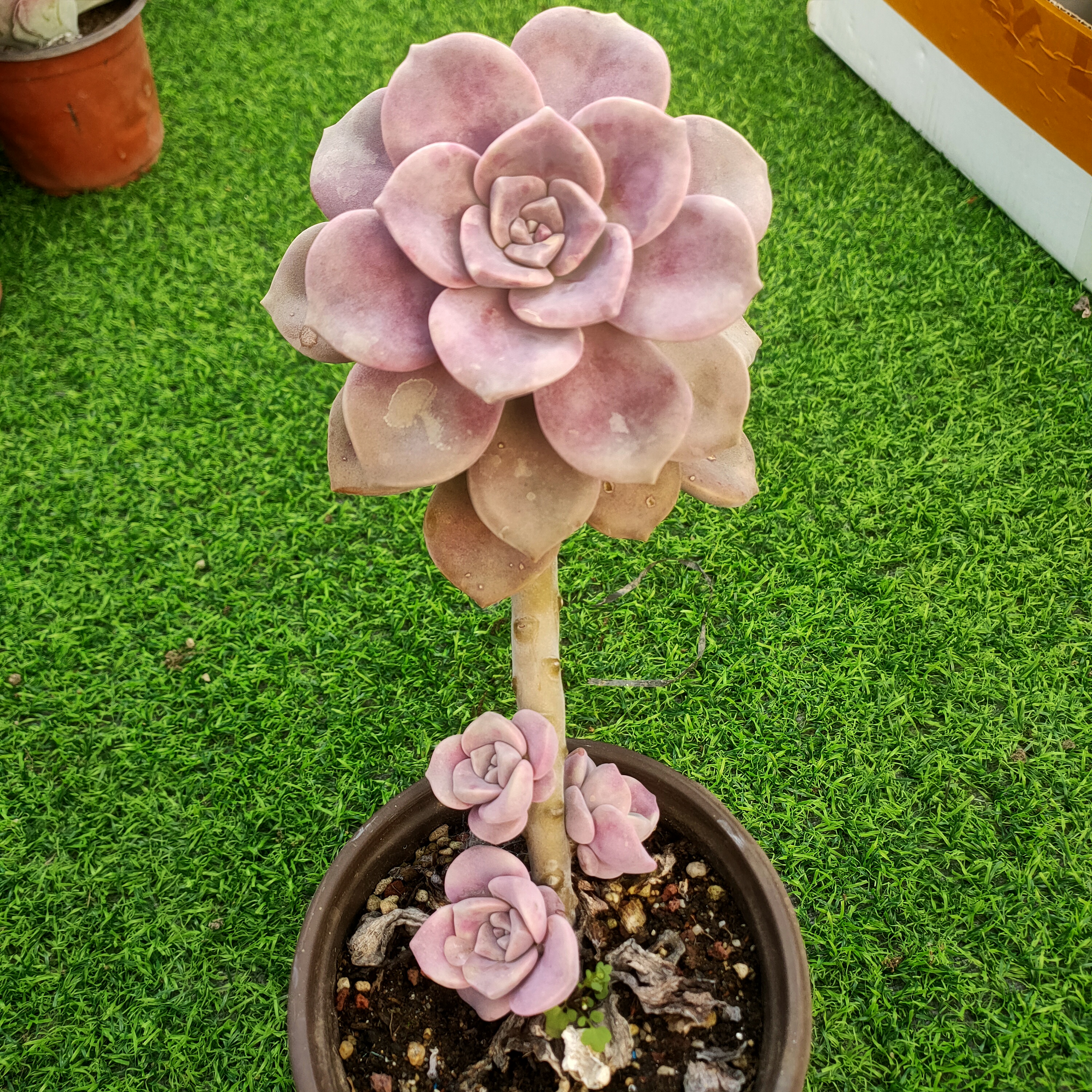 紫乐 满20包邮 不带盆土发货轻微掉叶  长沙星昊多肉植物