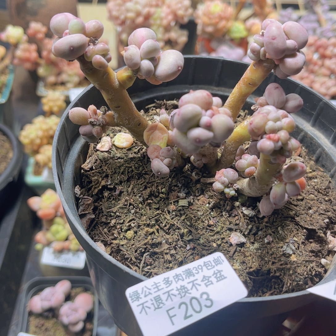 203四代苹果奶10c m