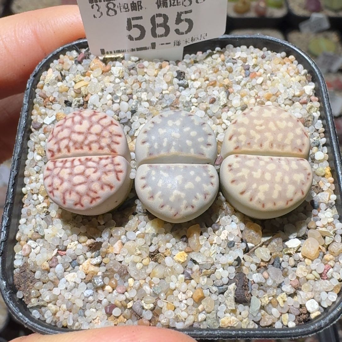 Ssss好货也清了585