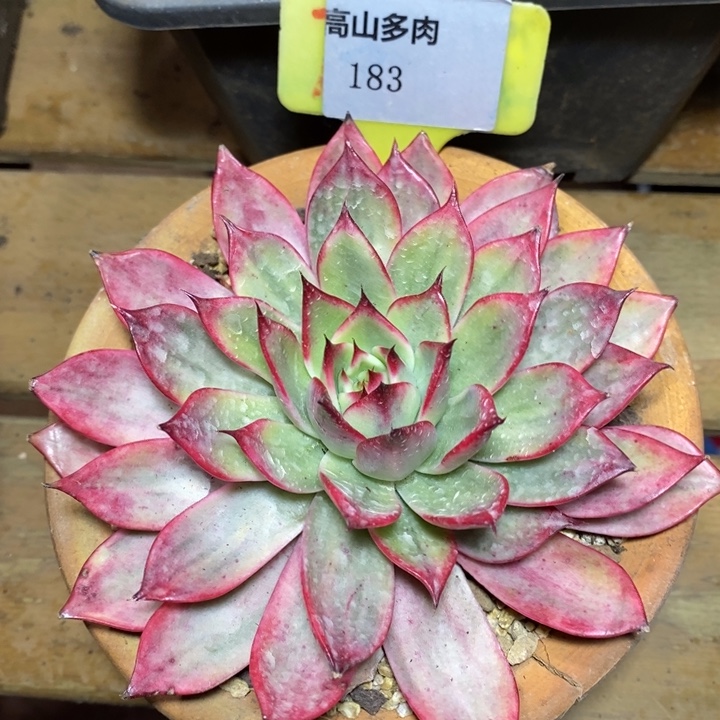 D183- 直播福利 桃花锦