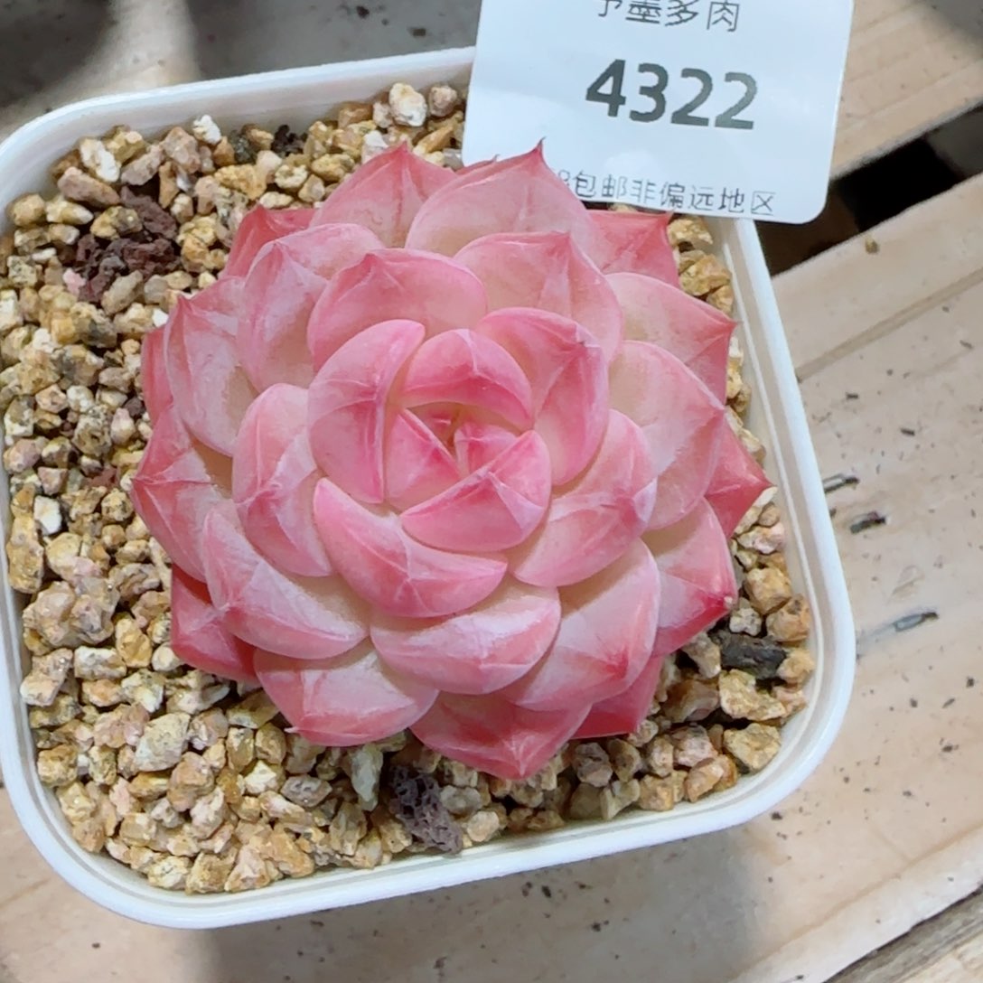 美心，4322多肉植物