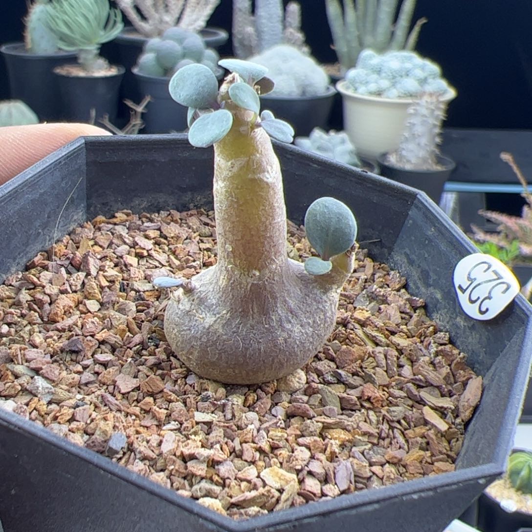 美尻厚敦菊一物一拍325