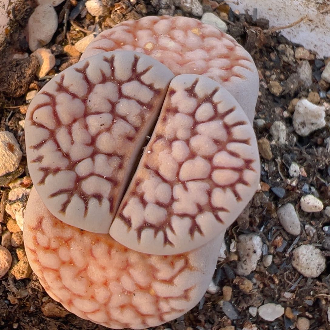 19005多肉植物百科