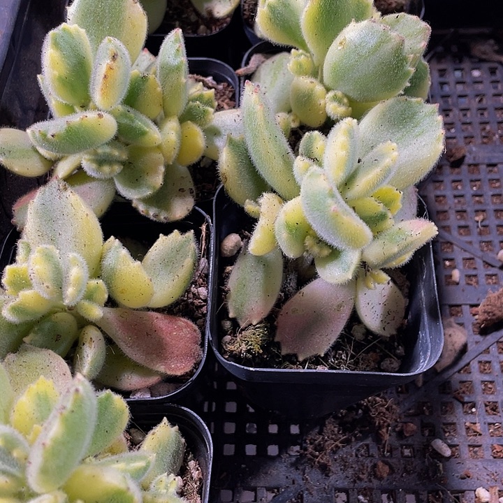 白熊3.8带盆土发发货