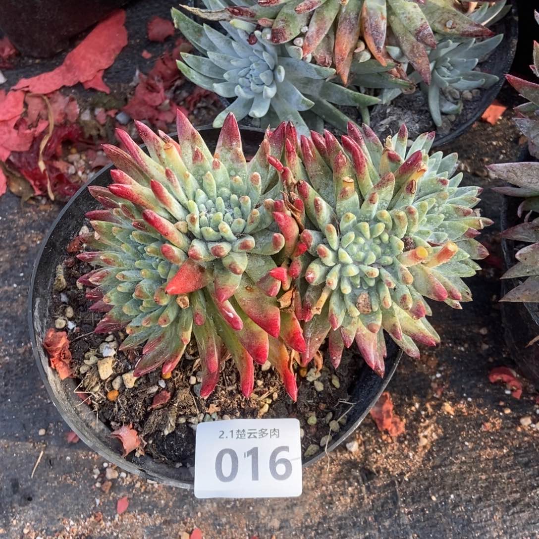 白姆朵朵多肉植物016