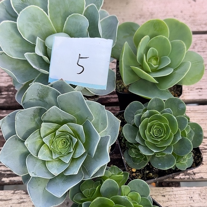 山地玫瑰一物一拍，带盆发5号