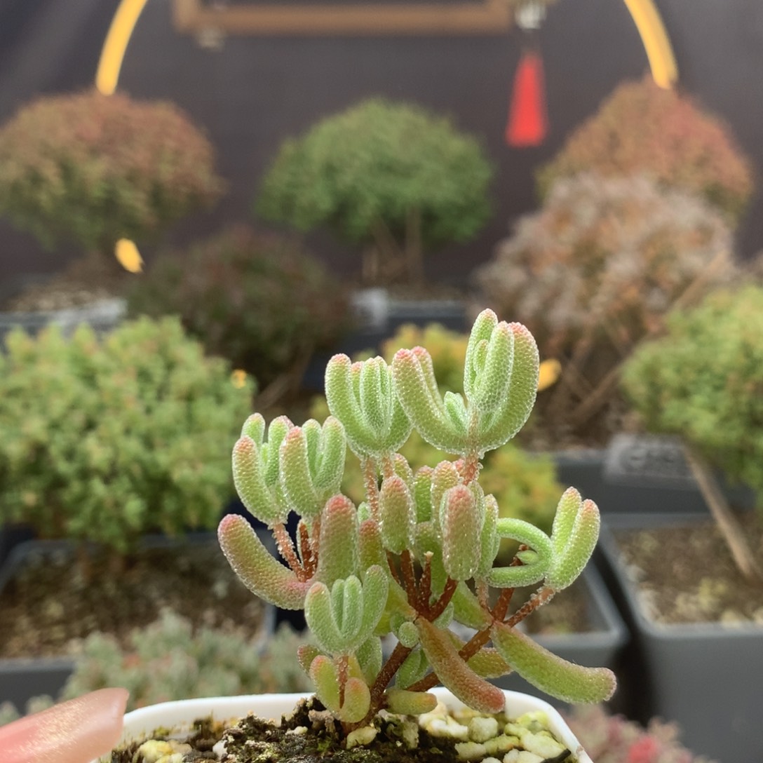 c450冰晶杂枝干番杏