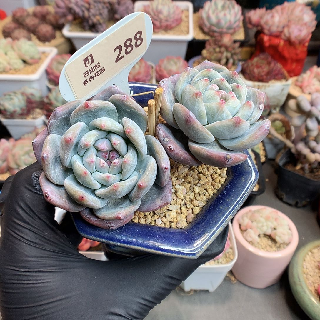 288 石榴籽星影多肉