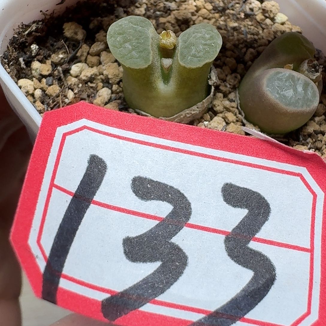 多肉植物的啊ghjj