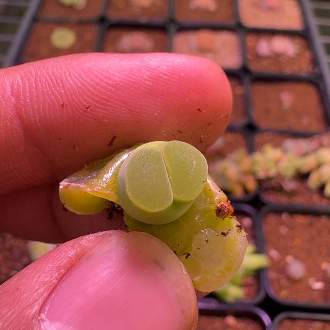 瑶*云缦精品番杏20.93 pd3658