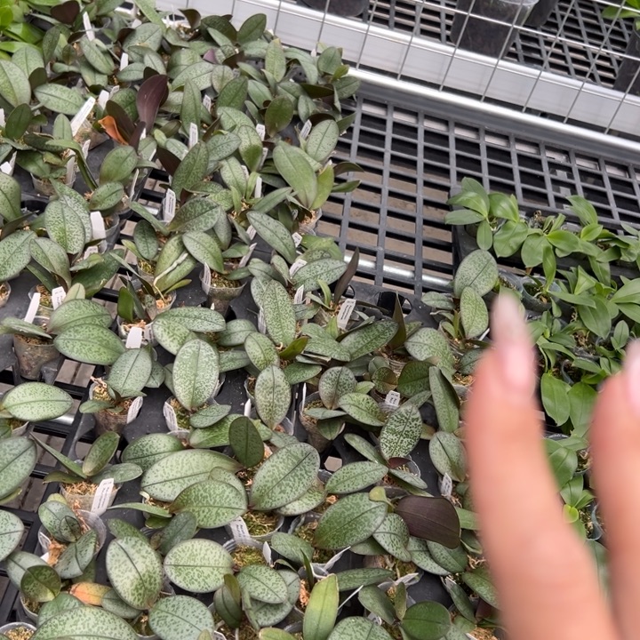 不开花植物西X菲1.7