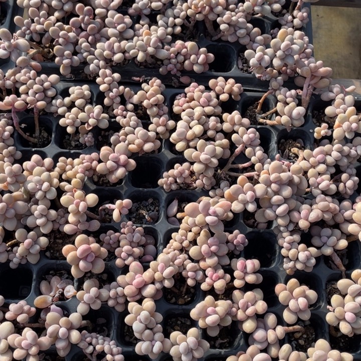 桃蛋穴苗单双混10颗20包邮新疆西藏不发