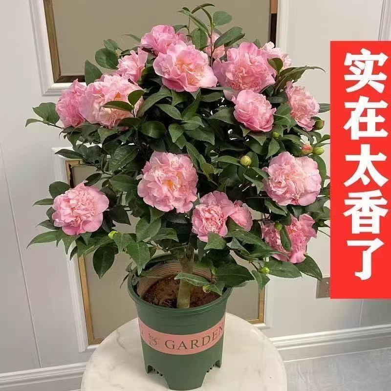 香妃带花苞浓香型易活的山茶花盆栽适合室内外阳台庭院