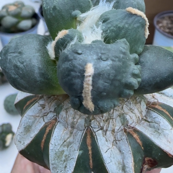 无花朵海豚蛋怒152