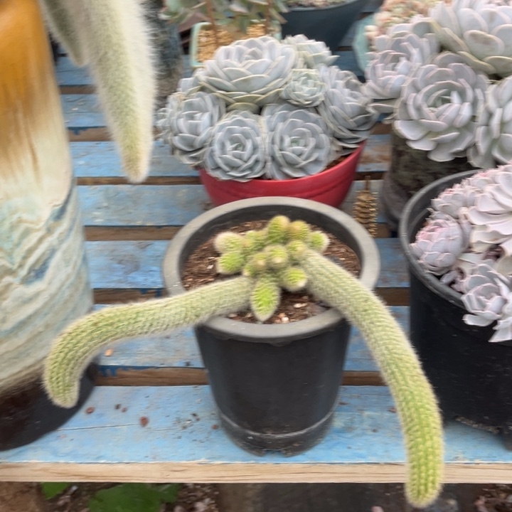 22头九尾狐，冠服15