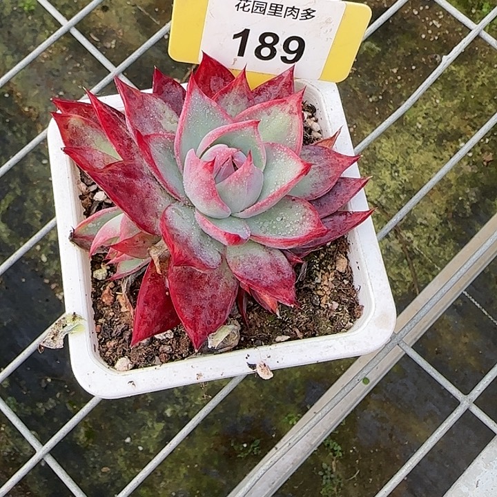 画***~189 惊鸿仙子多肉植物6-9cm