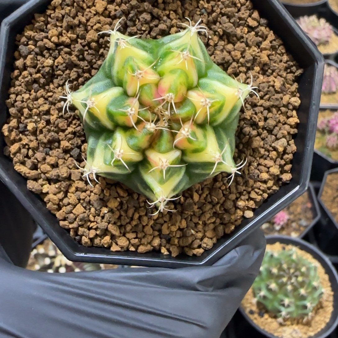 92号泰系米哈侧芽虎斑