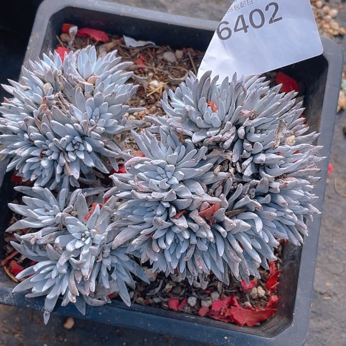 【闪购商品】精控雪花