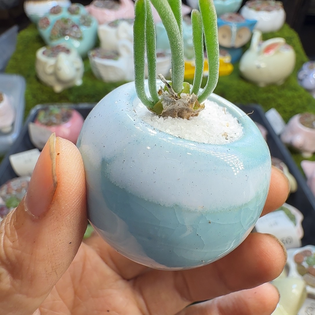 多肉植物福利冲576