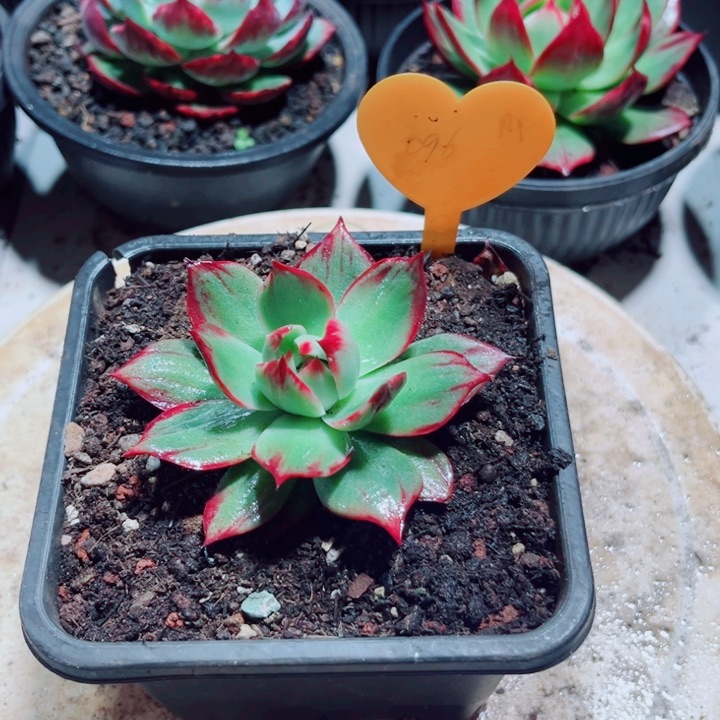 ～***梦惊鸿仙子多肉植物96