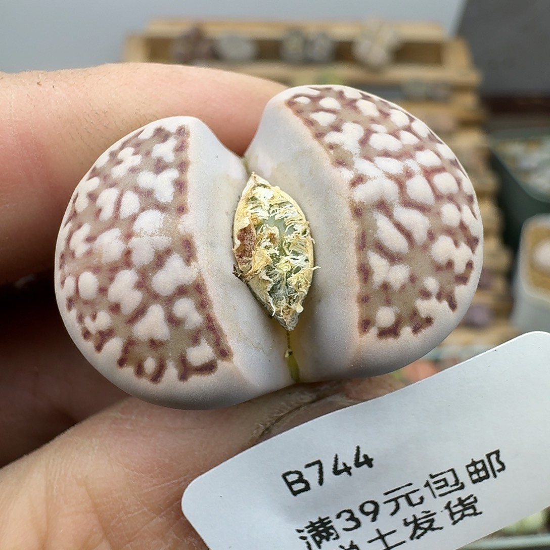 744多肉哈哈哈哈哈哈