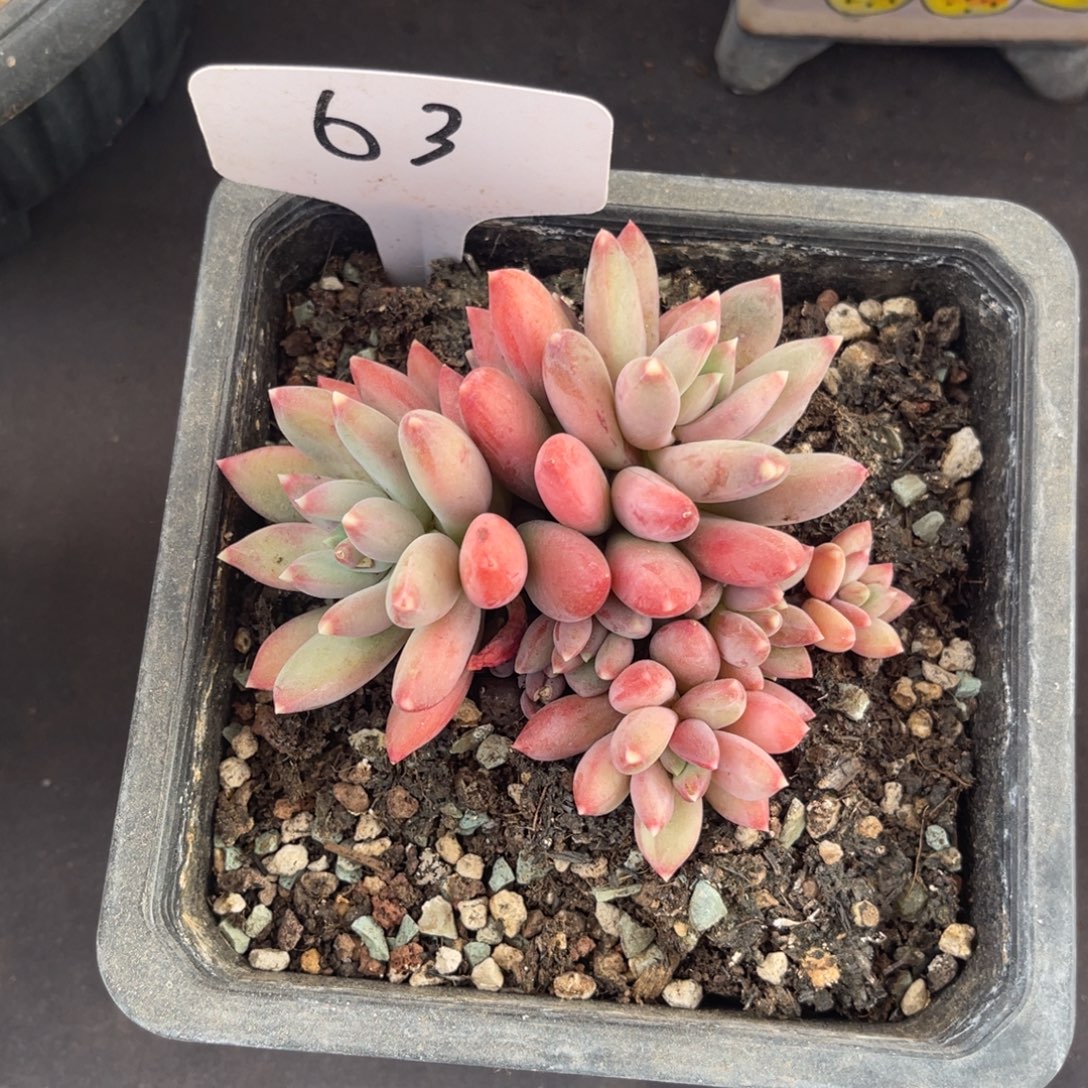 老阿姨花卉一物一拍63