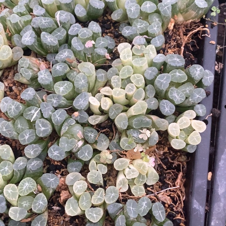 实生万象锦一颗。  优先糊斑发货。   