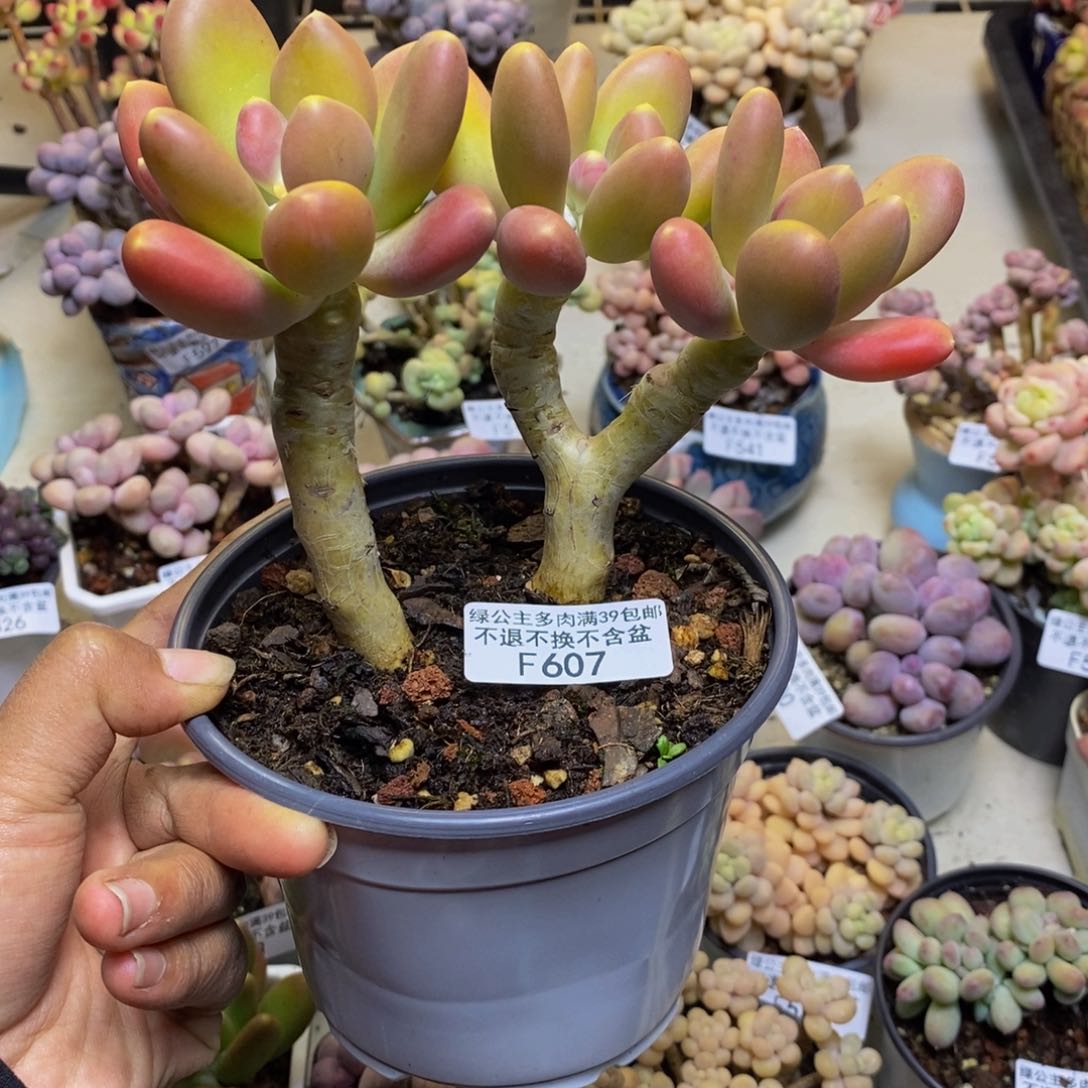 607金蟾多肉整14c m