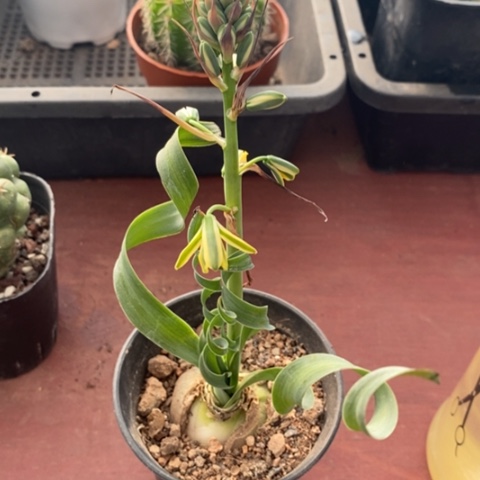 宽叶弹簧草7仙人球