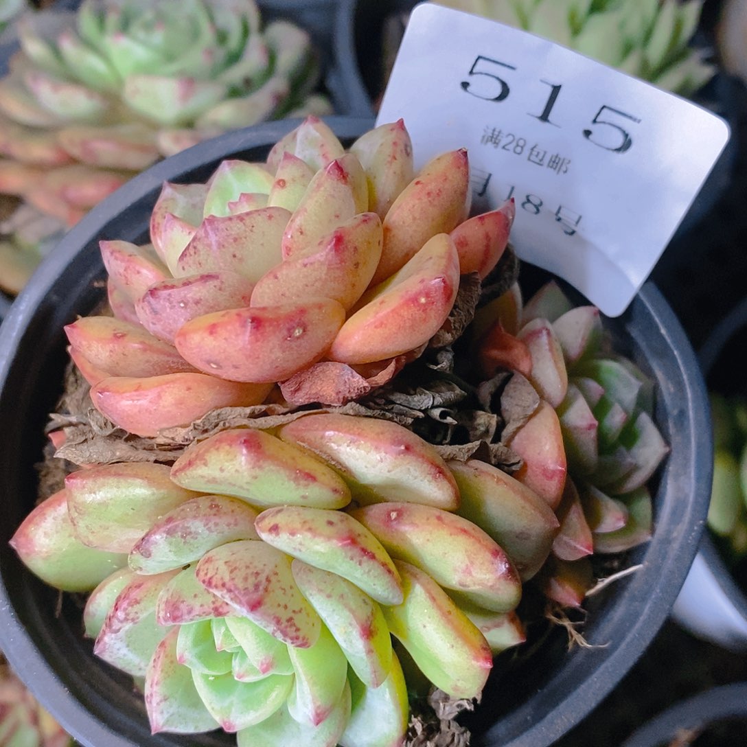 【闪购商品】云515