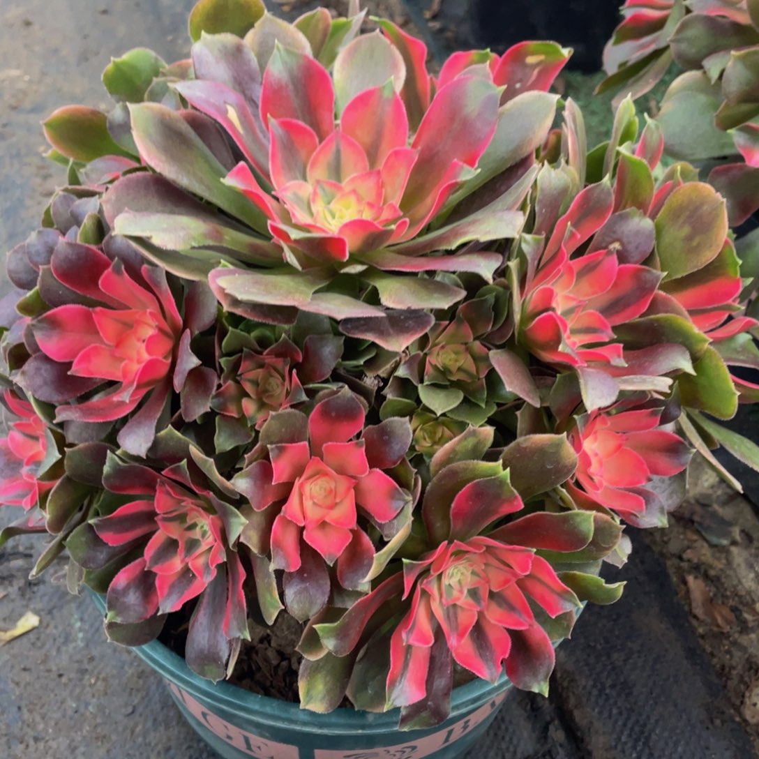 635香妃精品法师老桩