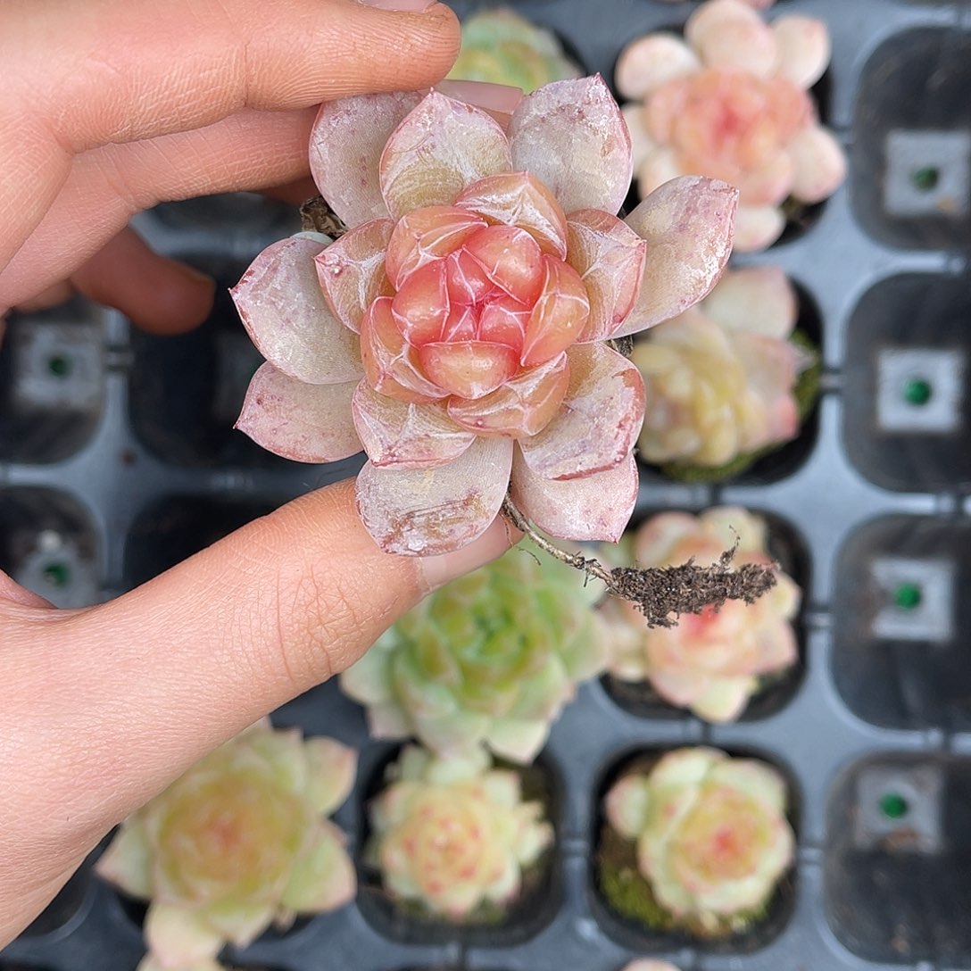 多肉一物一拍31-172