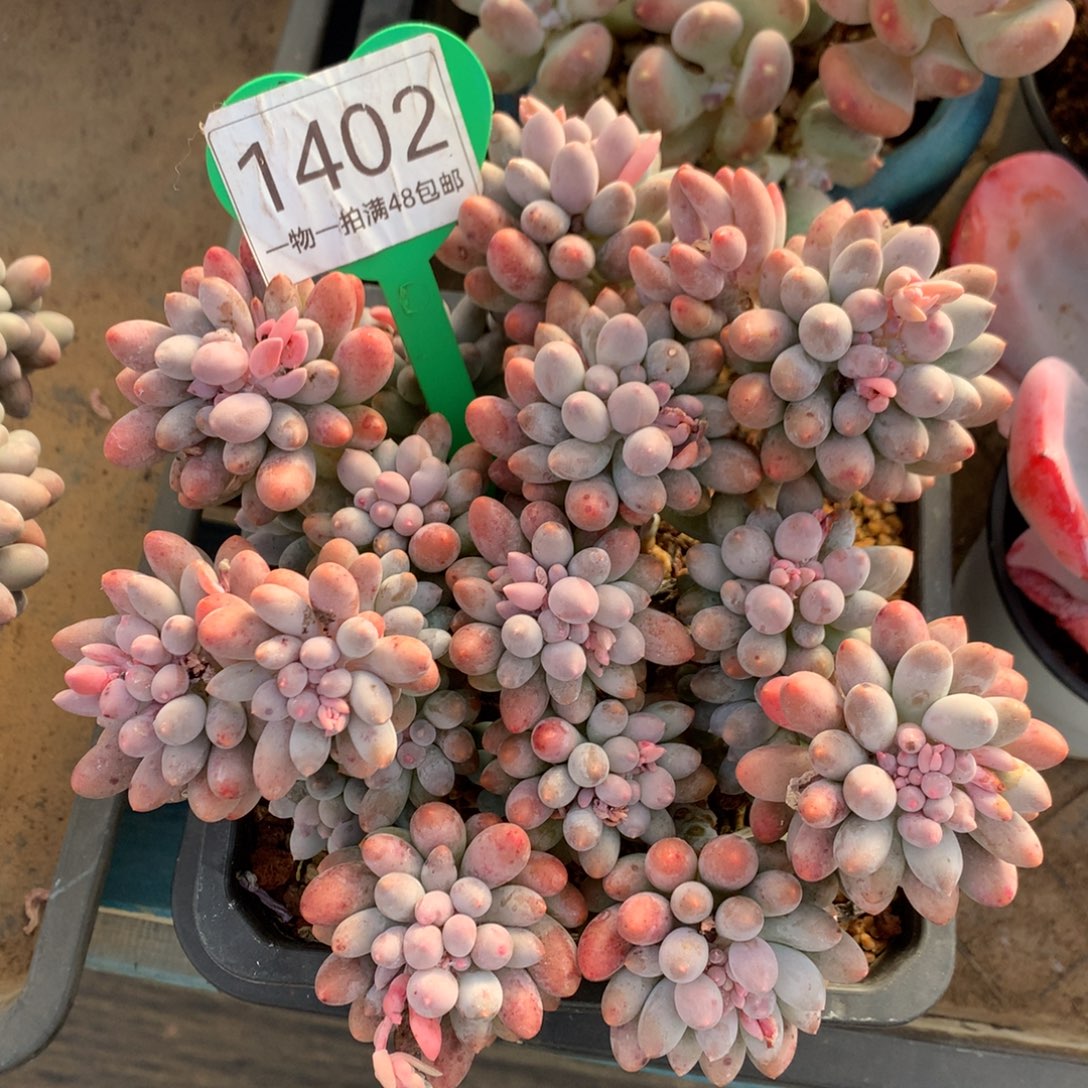 婴儿手指老桩开播福利