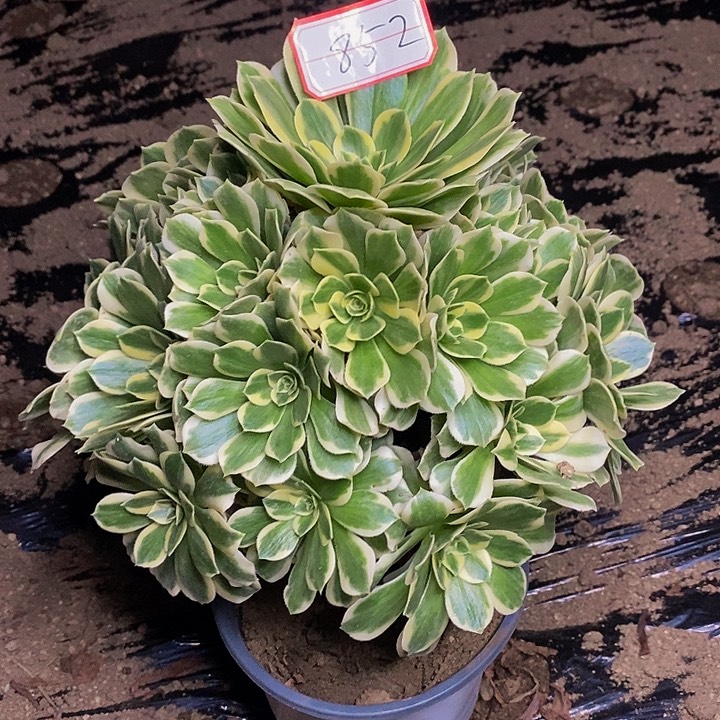 迈巴赫老桩捧花852号