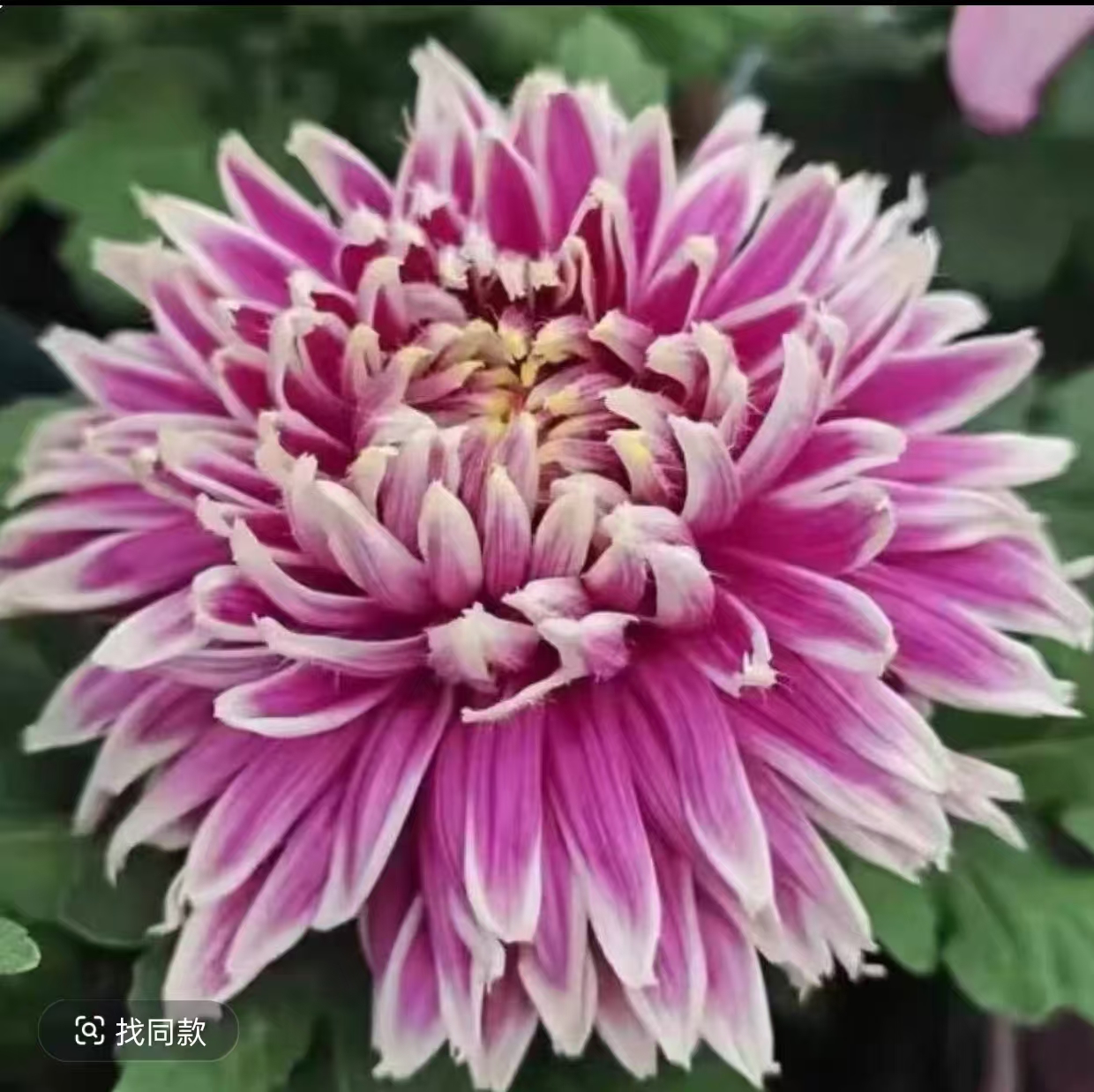【天门锦莲】九月大菊花  多年生 富贵菊  牡丹菊