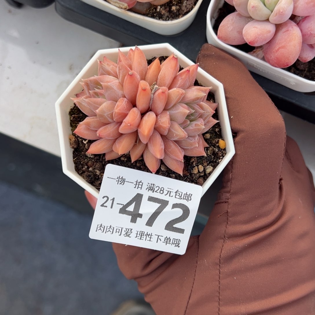 梦境多肉多肉多肉多肉