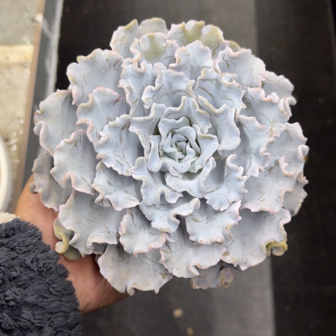 白饺子皮 单头  一物一拍