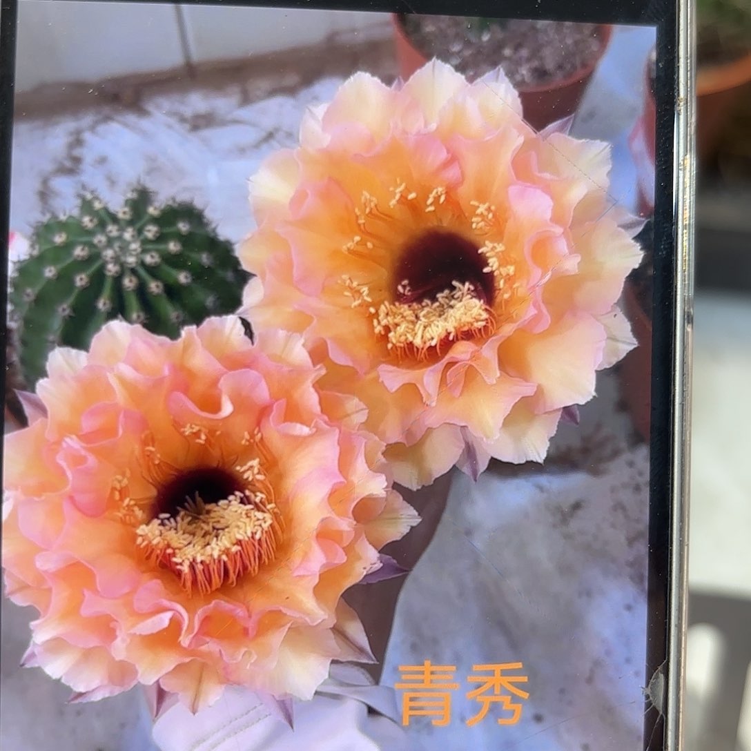 彩草青秀7公分左右