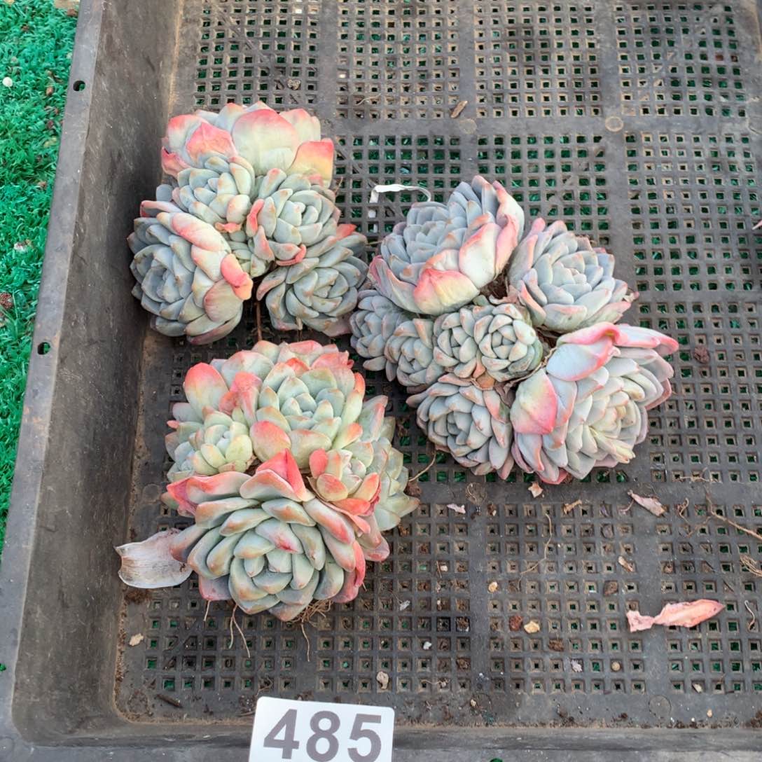 485冰玉多肉植物组合