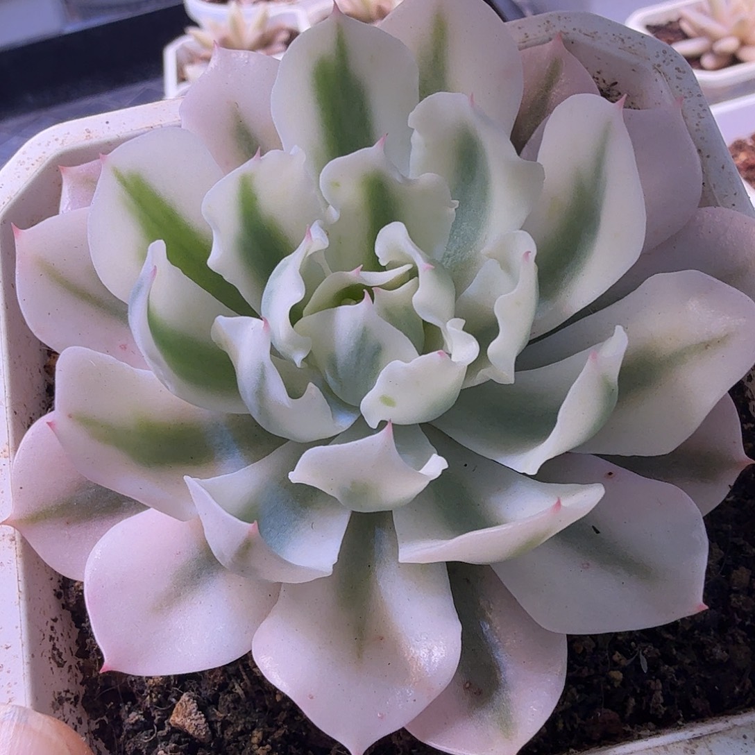 海啸锦，多肉植物。