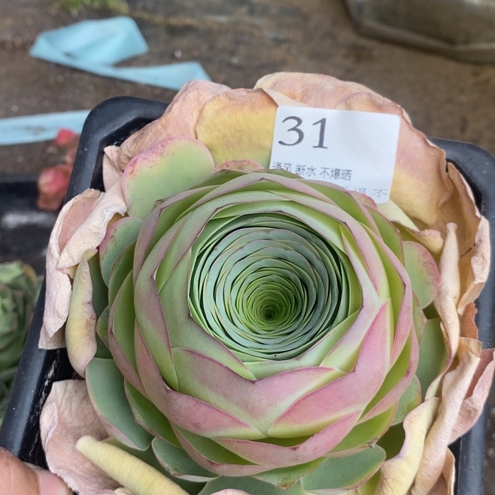 山地玫瑰脱土胖堆堆31号