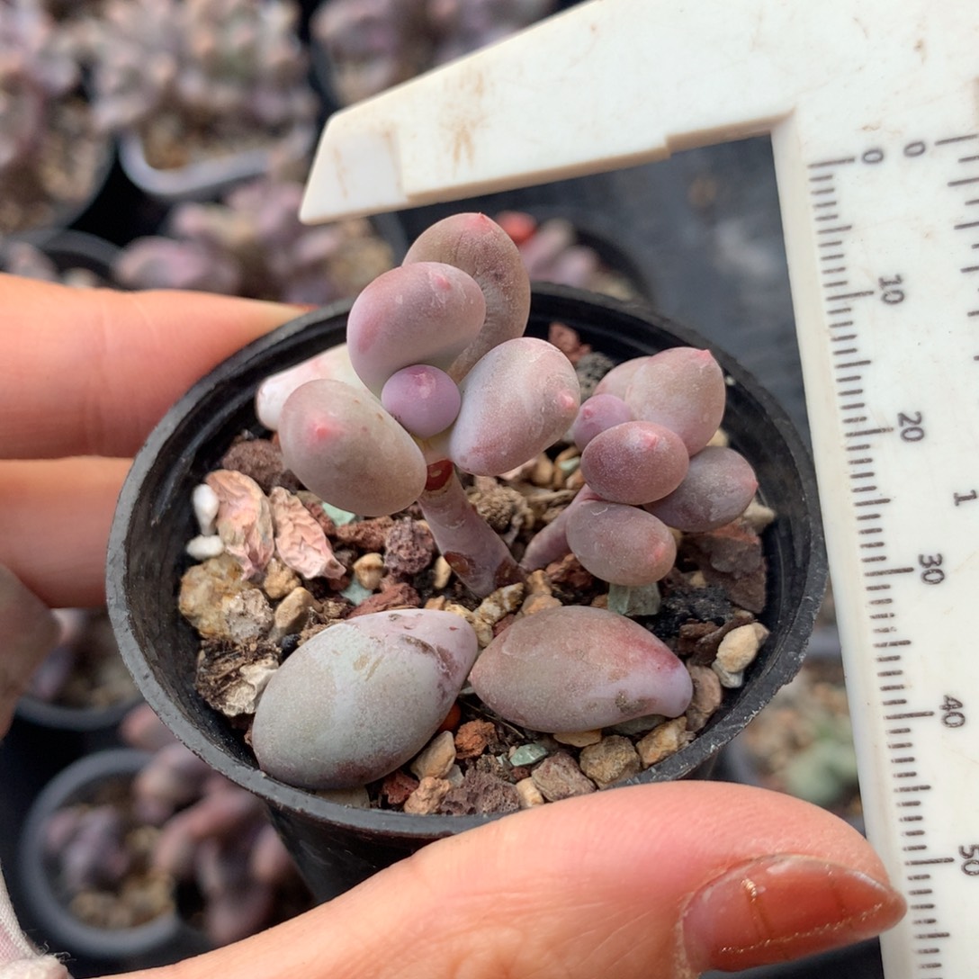 彩虹v不满28发到付，发一片叶，~