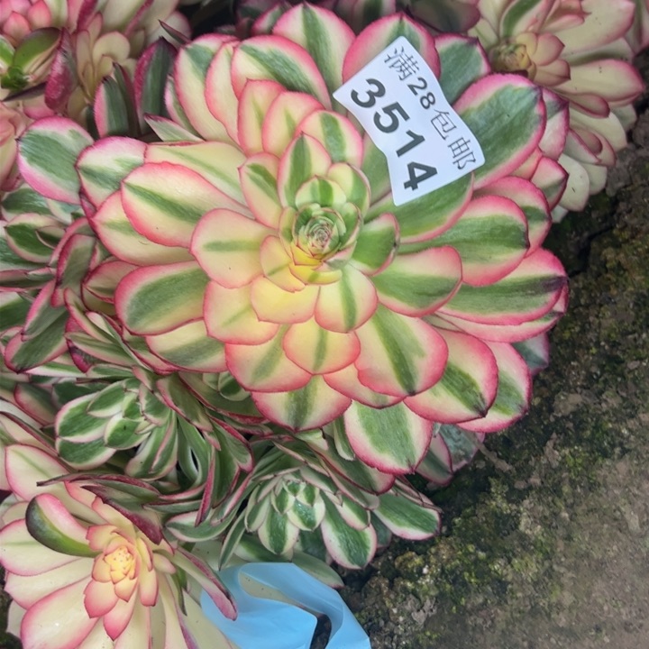 3514南荔枝多肉植物