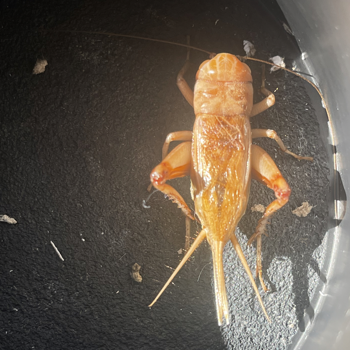 老刘黑虫 油葫芦 1只装 冰糖紫 黑虫 精挑 包活包叫 