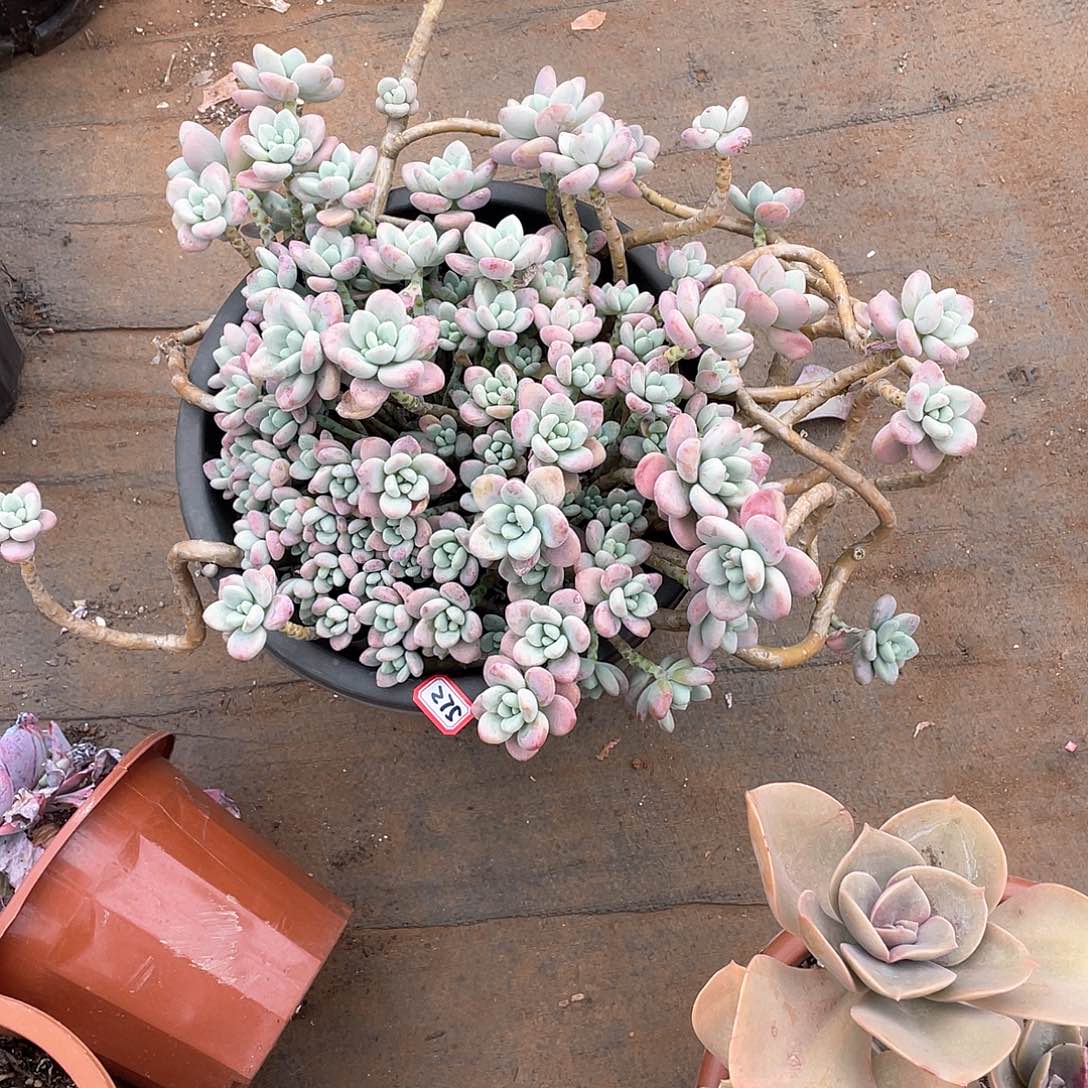 275洛神 一物一拍多肉