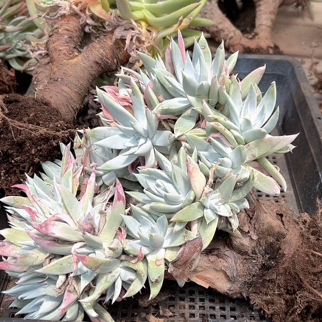 1399狂拍瑕疵多肉