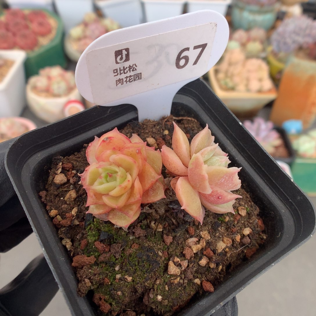 67 昂斯诺石化多肉