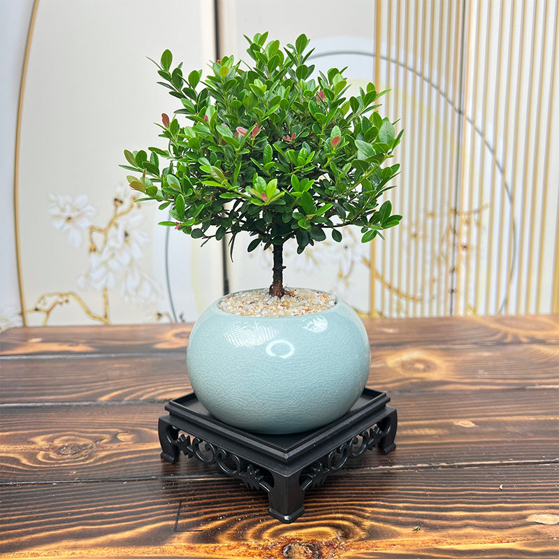 精致桌面小茶宠小叶红芽赤楠室内茶桌书桌办公室绿植摆件