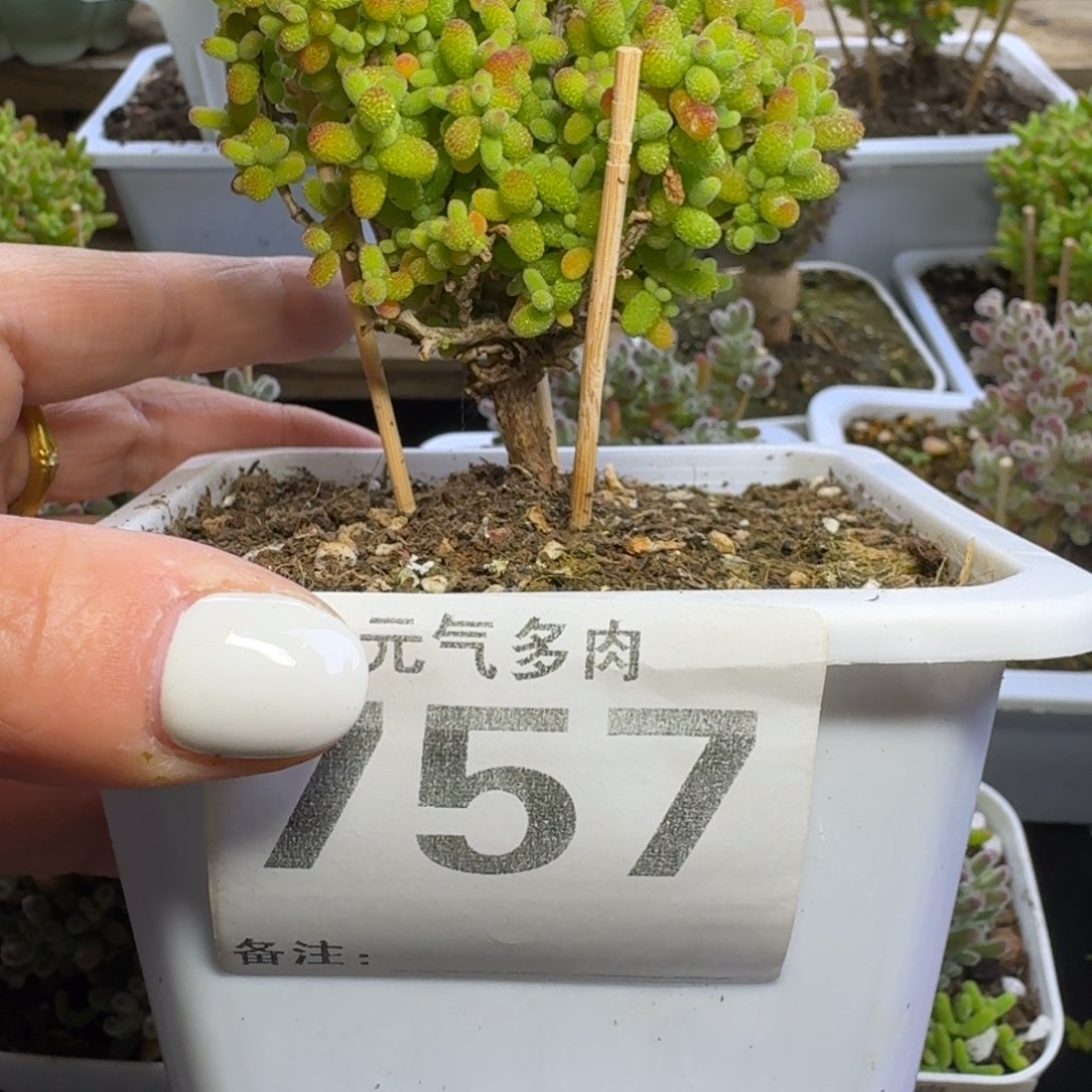 枝干枝干枝干枝干