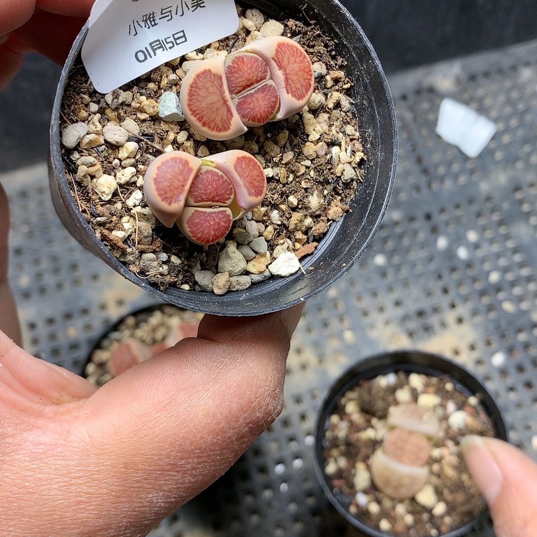 C58多肉植物保护研究所